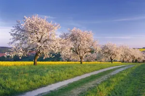 Lane along blossoming Cherry Trees and Rape field, Thuringia,, Germany Lane along blossoming Cherry Trees and Rape field, Thuringia,, Germany