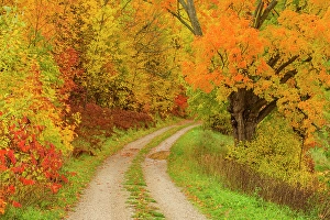Manitoulin Island Prints: A laneway in autumn, Townline Road, Manitoulin Island, Ontario, Canada