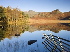 Images Dated 11th November 2009: Langdale Pikes reflected in a mirror like Blea Tarn in the early morning, Lake District