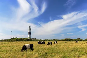 Cows Prints: Langer Christian lighthouse, Kampen, Sylt, Schleswig Holstein, Germany