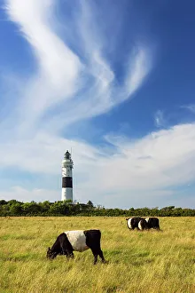 Cows Prints: Langer Christian lighthouse, Kampen, Sylt, Schleswig Holstein, Germany