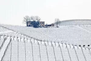 Images Dated 30th May 2018: Langhe, Cuneo district, Piedmont, Italy. Langhe wine region winter snow, fontanafredda