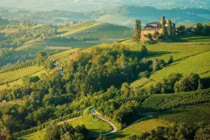 Vine Prints: Langhe hills and its vineyards. Langhe, Cuneo province, Piedmont, Italy