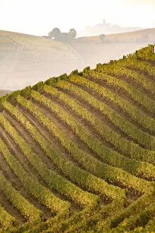 Images Dated 22nd January 2018: Langhe, Piedmont, Italy. Autumn landscape with vineyards and hills