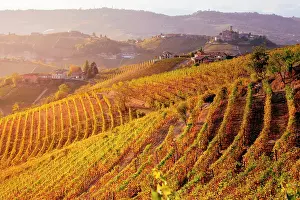 Barbaresco Prints: Langhe, Piedmont, Italy. Vineyards and autumn landscape