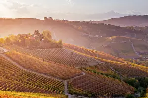 Barbaresco Prints: Langhe, Piedmont, Italy. Vineyards and autumn landscape