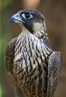 African Bird Gallery: A Lanner Falcon, a common large falcon of the East African region. Nairobi, Kenya