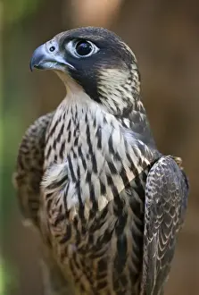 Falcon Prints: A Lanner Falcon, a common large falcon of the East African region. Nairobi, Kenya