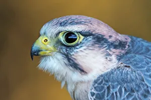 Falcon Prints: Lanner Falcon (Falco biarmicus) - captive bred