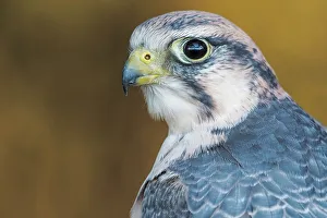 Falcon Prints: Lanner Falcon (Falco biarmicus) - captive bred, Ontario, Canada