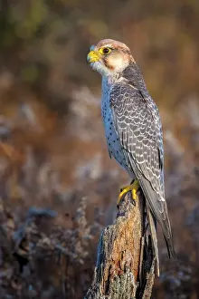 Falcon Prints: Lanner Falcon (Falco biarmicus) - captive bred