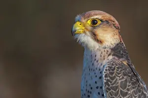 Falcon Prints: Lanner Falcon (Falco biarmicus) - captive bred