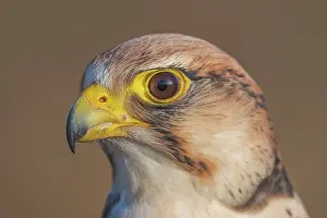 Falcon Prints: Lanner Falcon (Falco biarmicus) - captive bred
