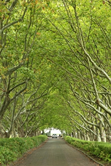 Drive Prints: Lanzerac Wine Estate, Stellenbosch, Western Cape, South Africa