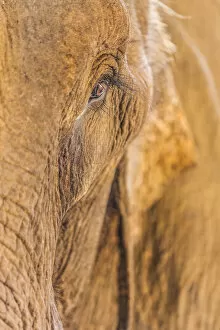 Images Dated 8th February 2018: Laos, Sainyabuli, Asian Elephant, elephas maximus, elephants eye