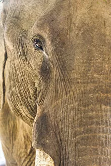 Images Dated 6th September 2018: Laos, Sainyabuli, Asian Elephant, elephas maximus, elephants eye