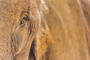 Images Dated 6th September 2018: Laos, Sainyabuli, Asian Elephant, elephas maximus, elephants eye