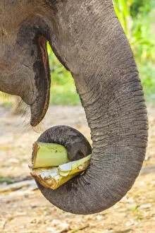 Images Dated 6th September 2018: Laos, Sainyabuli, Asian Elephant, elephas maximus, elephants trunk