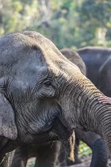 Images Dated 6th September 2018: Laos, Sainyabuli, mature Asian Elephant, elephas maximus