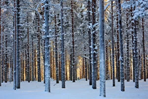 Lapland woods in winter at sunset, Kuusamo, Finland