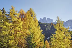 Larix Prints: Larch forest and Gruppo delle Odle in autumn - Italy, Trentino-Alto Adige, South Tyrol