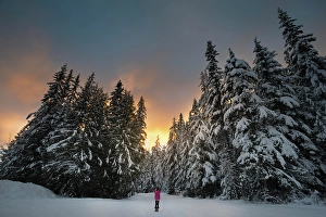 Forests Prints: Larch Hills, Salmon Arm, British Columbia, Canada