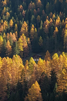 Chalet Prints: Larch tree forest, Lotschental Valley, Valais, Switzerland