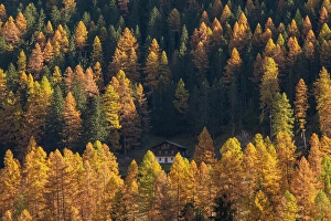 Chalet Prints: Larch tree forest, Lotschental Valley, Valais, Switzerland