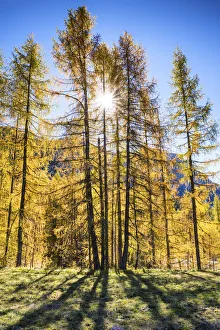 Shadow Gallery: Larch Trees in Autumn, Dolomites, South Tyrol, Italy