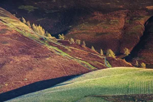 Fellside Prints: Larch Trees in Autumn, Lake District National Park, Cumbria, England