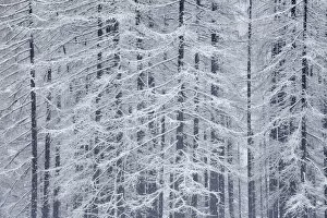 Images Dated 21st December 2020: Larch Trees covered in Frost, Slovenia