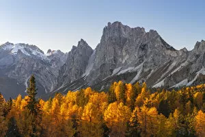 Larch trees against Cristallo Massif, Dolomites, South Tyrol, Alto Adige