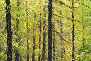 Larch Tree Prints: Larch trees forest in Autumn time. Serra da Estrela Nature Park, Portugal