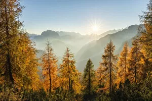 Images Dated 25th November 2021: Larch trees at sunset, Mangrt Pass, Julian Alps, Triglav National Park, Slovenia