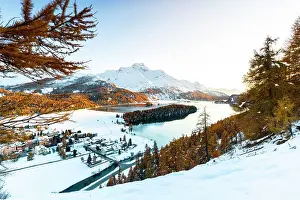 Lake Sils Prints: Larch trees surrounding lake Sils and Piz Da La Margna
