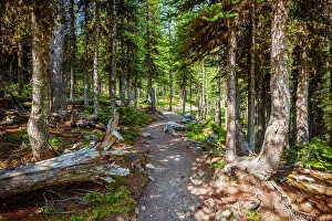 Emerald Prints: Larch Valley Hike Banff National Park