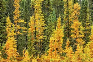 Coniferous Prints: Larches & black spruce in autumn near Ignace, Ontario, Canada