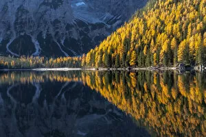 Larches and firs reflecting in the water of the Braies lake (Pragser Wildsee) on a calm autumn morning
