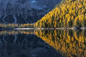 Braies Prints: Larches and firs reflecting in the water of the Braies lake (Pragser Wildsee) on a calm autumn morning