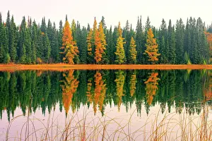 Larches Prints: Larches and Spruce, Gull Lake, Duck Mountain Provincial Lake, Manitoba, Canada