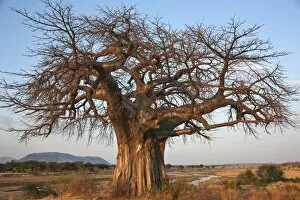 Images Dated 2nd August 2010: A large Baobab tree growing on the banks of the Great Ruaha River in Ruaha National Park