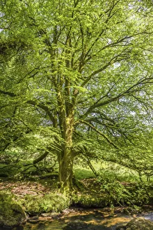 Beech Prints: Large beech trees on the Fowey River at St Neots, Bodmin Moor, Cornwall, England
