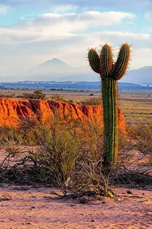 Altiplano Prints: Large cactus, Quebrada de las Conchas, Salta, Argentina