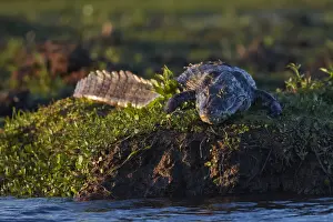 A large caiman (Yacara&copy;) lying on the grass inside the Iberaa National Park at dusk