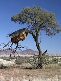Namib Naukluft Gallery: The large communal nest of sociable weavers