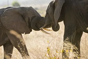 Images Dated 2nd August 2013: Large elephpant greets smaller elephant in Ruaha, Tanzania