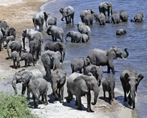 African Elephant Gallery: A large herd of elephants drink at the Chobe River