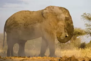 Large male African elephant giving himself a dust bath, Serengeti, Tanzania