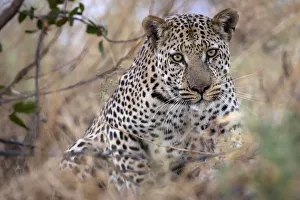 Eyes Prints: Large male Leopard, Okavango Delta, Botswana