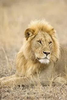 African Wildlife Gallery: A large male lion looking away, Serengeti Grumeti, Tanzania, Africa